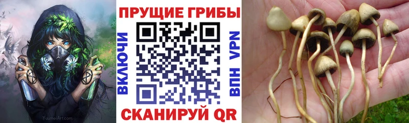 где найти   Урюпинск  Галлюциногенные грибы Psilocybe 